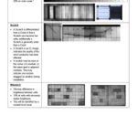 PDF file
